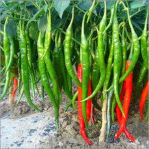 Chili Pepper Seeds