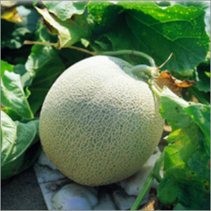 Hybrid Sweet Melon Seeds