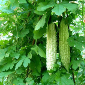 Hybrid Bitter Gourd Seeds