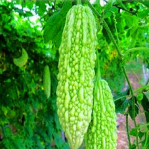 Bitter Gourd Seeds