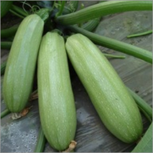 Hybrid Squash Seeds