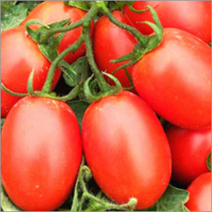 Roma VF Tomato Seeds