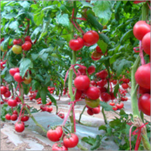 Tomato Seeds