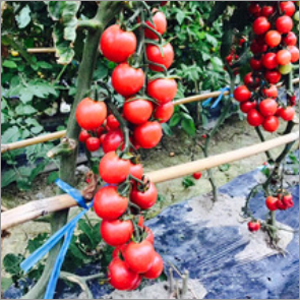 Hybrid Cherry Tomato Seed