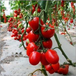 Oval Shape Roma Tomato Seeds