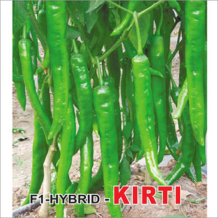 Chilli Seeds