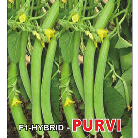 Cucumber Seed