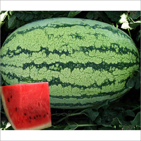 Fresh Watermelon Seeds