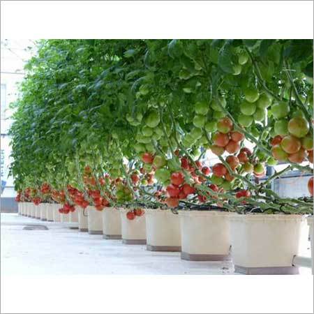 Hydroponics Dutch Bucket