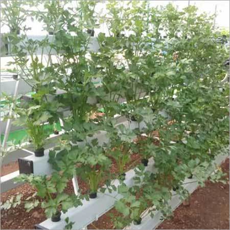 Hydroponics NFT Systems For 120 Plants