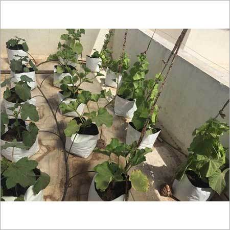 Plant Cultivation Services