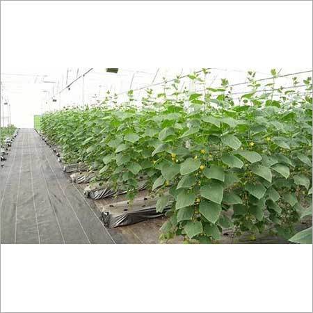 Commercial Hydroponics Setup