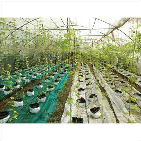Hydroponics Services