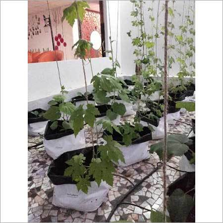 Rooftop Gardening