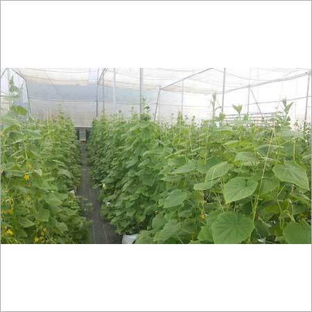 Hydroponics Services