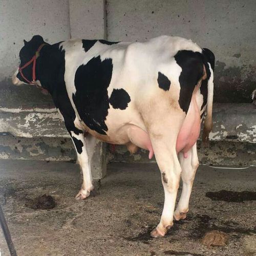 HF Cow