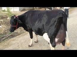 HF Cow