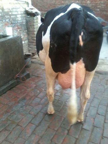 Black HF Cow