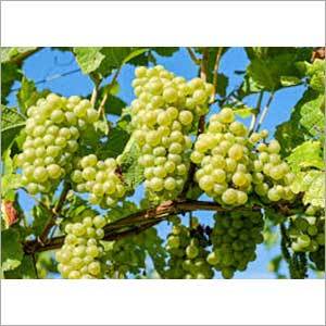 Green Grapes
