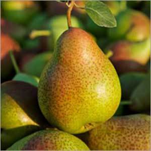 Beurre Bosc Pears