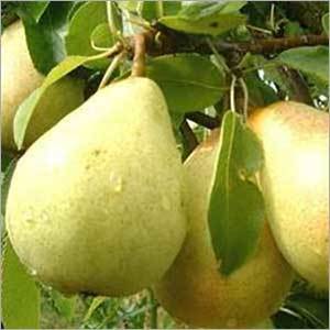 Josephine de Malines Pear