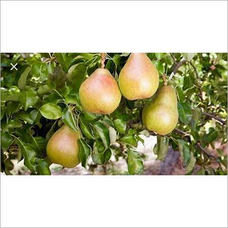 Fresh Pears