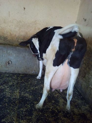 Hf Cow