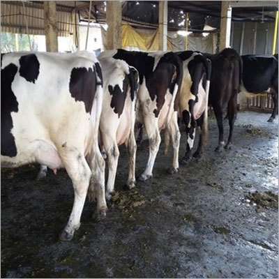 Special HF Cow