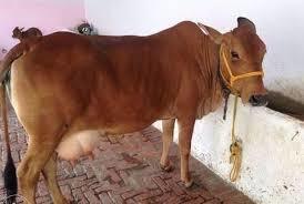 Sahiwal Cow