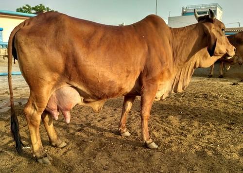 Sahiwal Cow