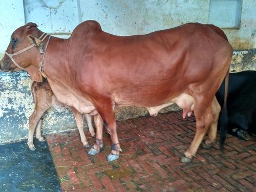 Sahiwal Cow