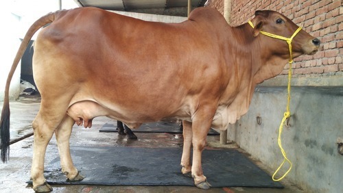 Sahiwal Cow