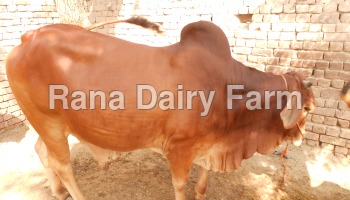 Sahiwal Cattle