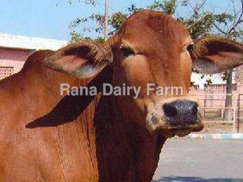 Sahiwal Cow