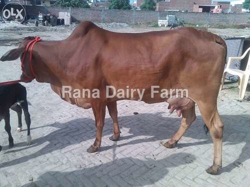 Sahiwal Cow