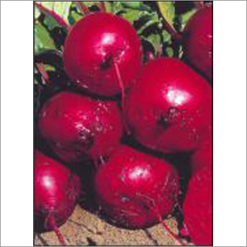 Red Ruby - Beet Root (Open Pollinated) Seeds