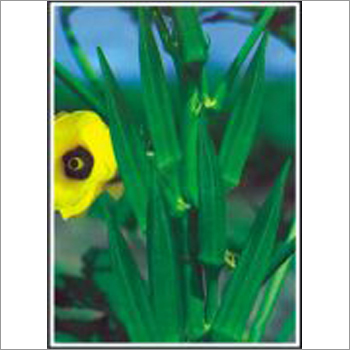 Super Anamika - Bhindi (Okra) (Open Pollinated)