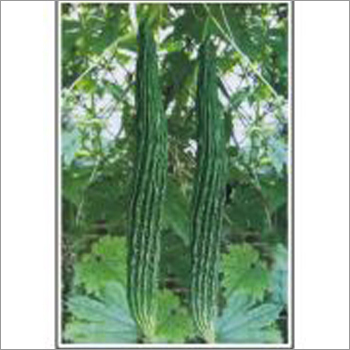 Jhalar - Bittergourd (Hybrid) Seeds