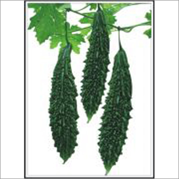 Vijeta - Bittergourd (Hybrid) Seeds