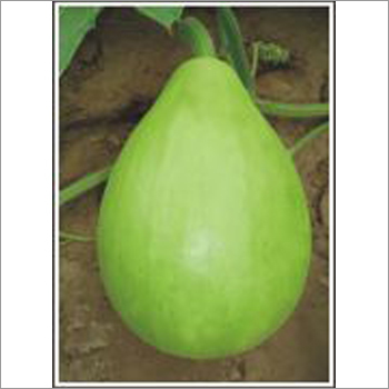 Makhan - Bottlegourd (Hybrid) Seeds