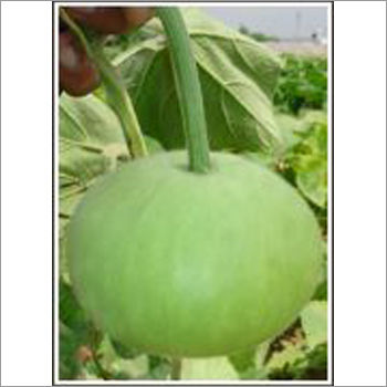 Makhmal - Bottle Gourd (Hybrid) Seeds