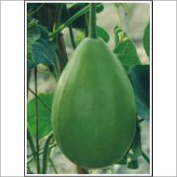Mulayam - Bottlegourd (Hybrid) Seeds