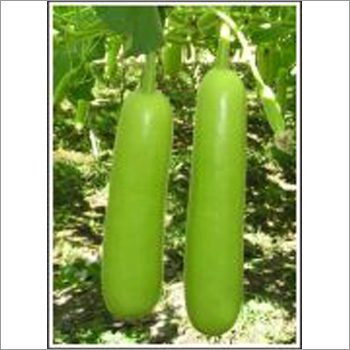 Sujata - Bottlegourd (Hybrid) Seeds