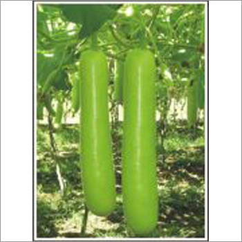 Vardan - Bottlegourd (Hybrid) Seeds