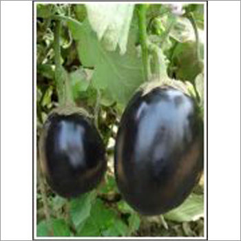 Black Bull - Brinjal (Hybrid) Seeds