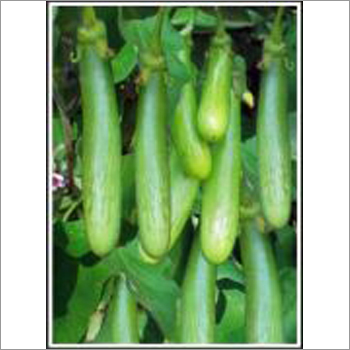 Ds-213 - Brinjal (Hybrid) Seeds