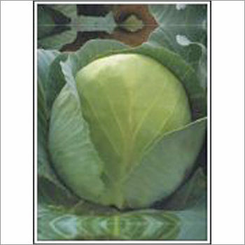 Deepti - Cabbage (Hybrid) Seeds