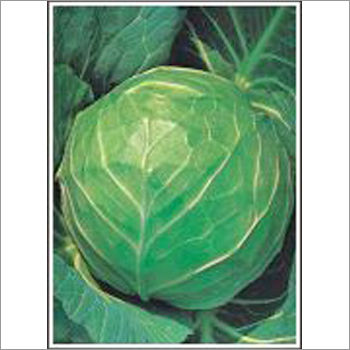 Early Golden Acre - Cabbage (Open Pollinated) Seeds