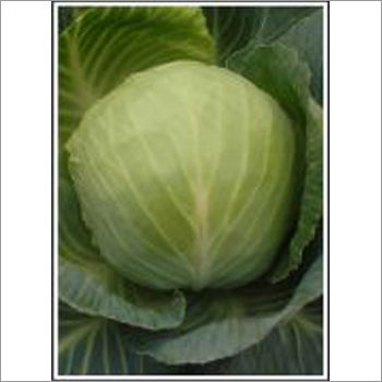 Selection-51 - Cabbage (Super Selection) Seeds