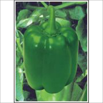 Mallika - Capsicum (Hybrid)
